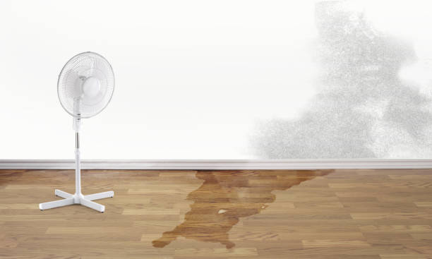 Best Local water damage restoration  in Harvest, AL
